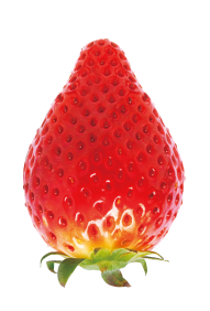 栃姫草莓