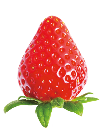 栃乙女草莓